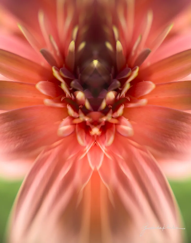 In Full Bloom &mdash; a mirrored Visual Meditation from the Serenity series